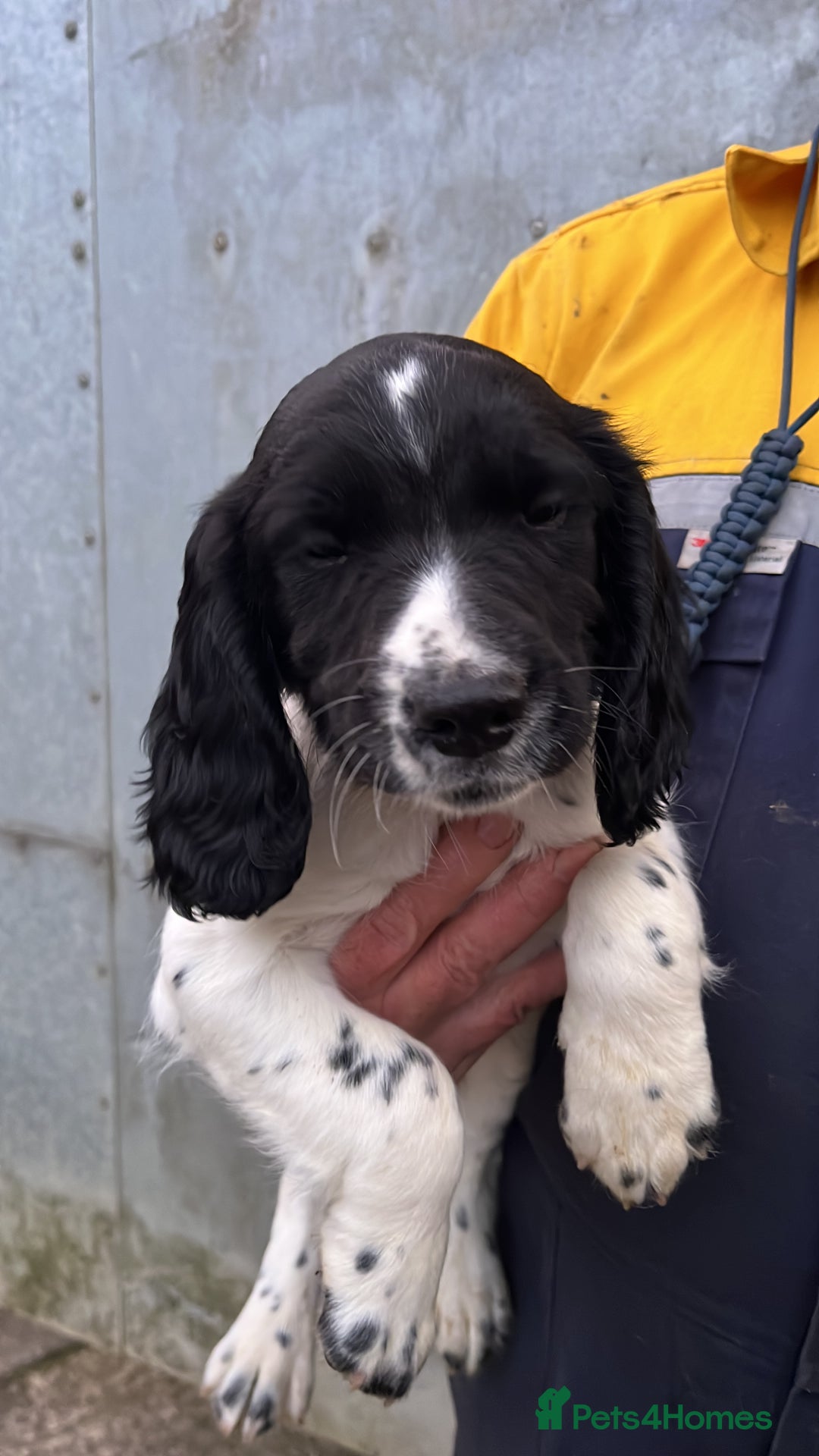 English Springer Spaniel dogs for sale: English springer spaniel pups - Image 1