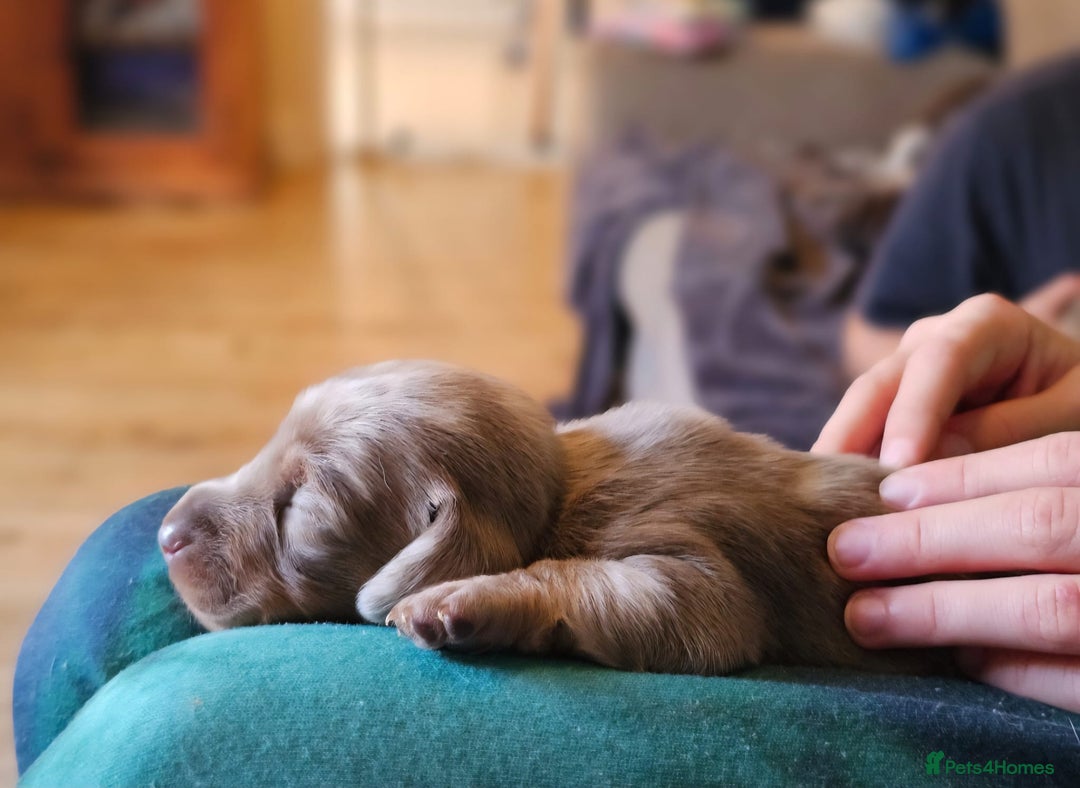 Dachshund dogs for sale: Isabella Dapple Dachshund Puppies - Advert 16