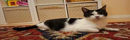 Mixed Breed cats for sale: 2 Kittens For Sale - Advert 5