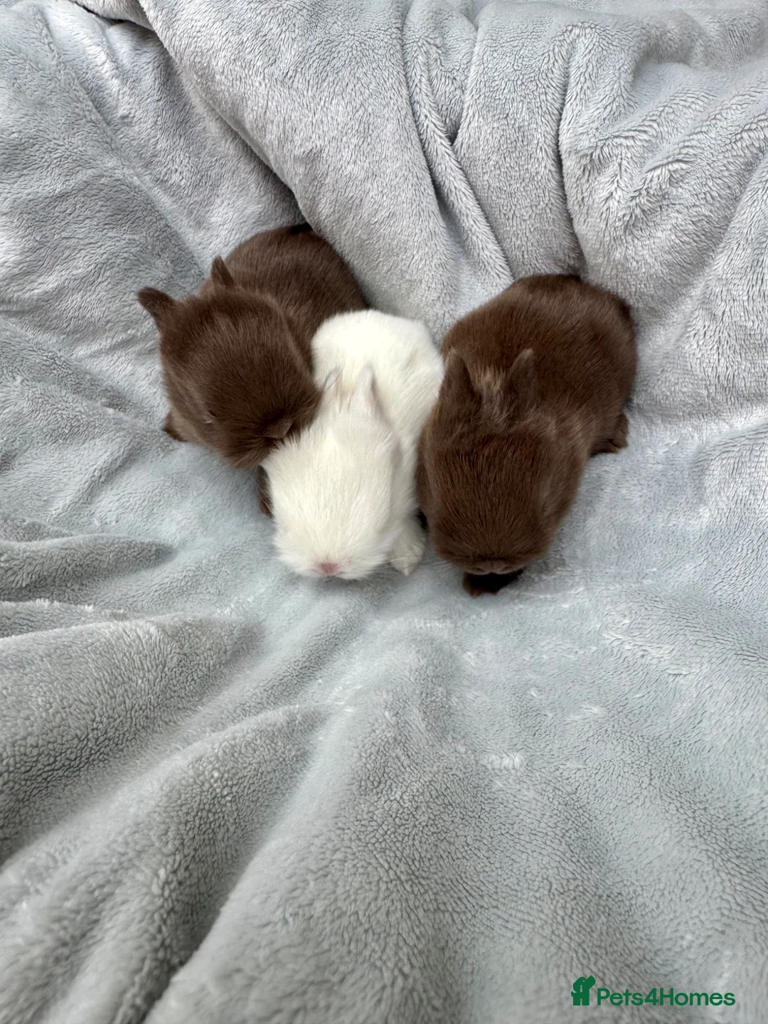 Netherland Dwarf rabbits for sale: Netherland Dwarf baby rabbits  - Advert 2