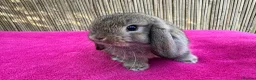 Mini Lop rabbits for sale: Really friendly pure mini lop girls - Advert 2