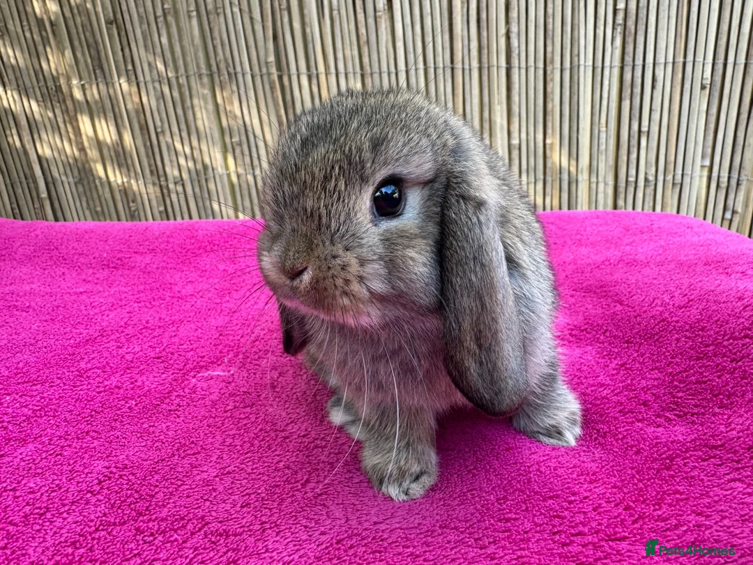 Mini Lop rabbits for sale: Really friendly pure mini lop girls - Advert 2