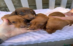 Dachshund dogs for sale: Ready now KC reg RED Dachshund puppies - Image 5