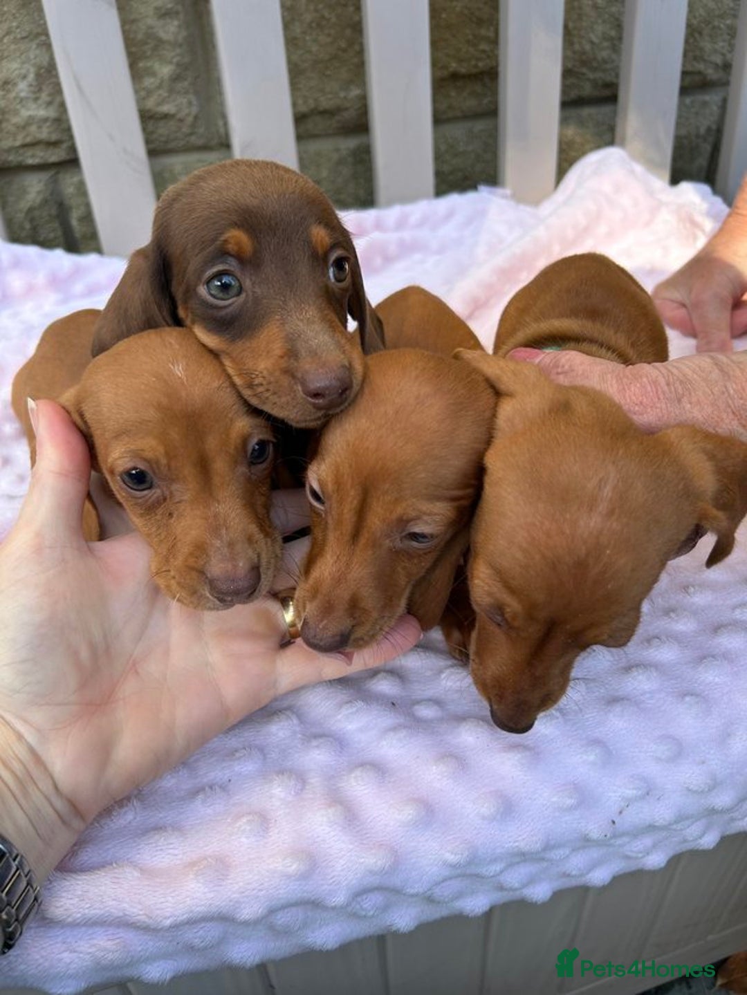 Dachshund dogs for sale: Ready now KC reg RED Dachshund puppies - Image 5