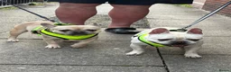 French Bulldog dogs for sale: French bulldog pups for sale  - Advert 19