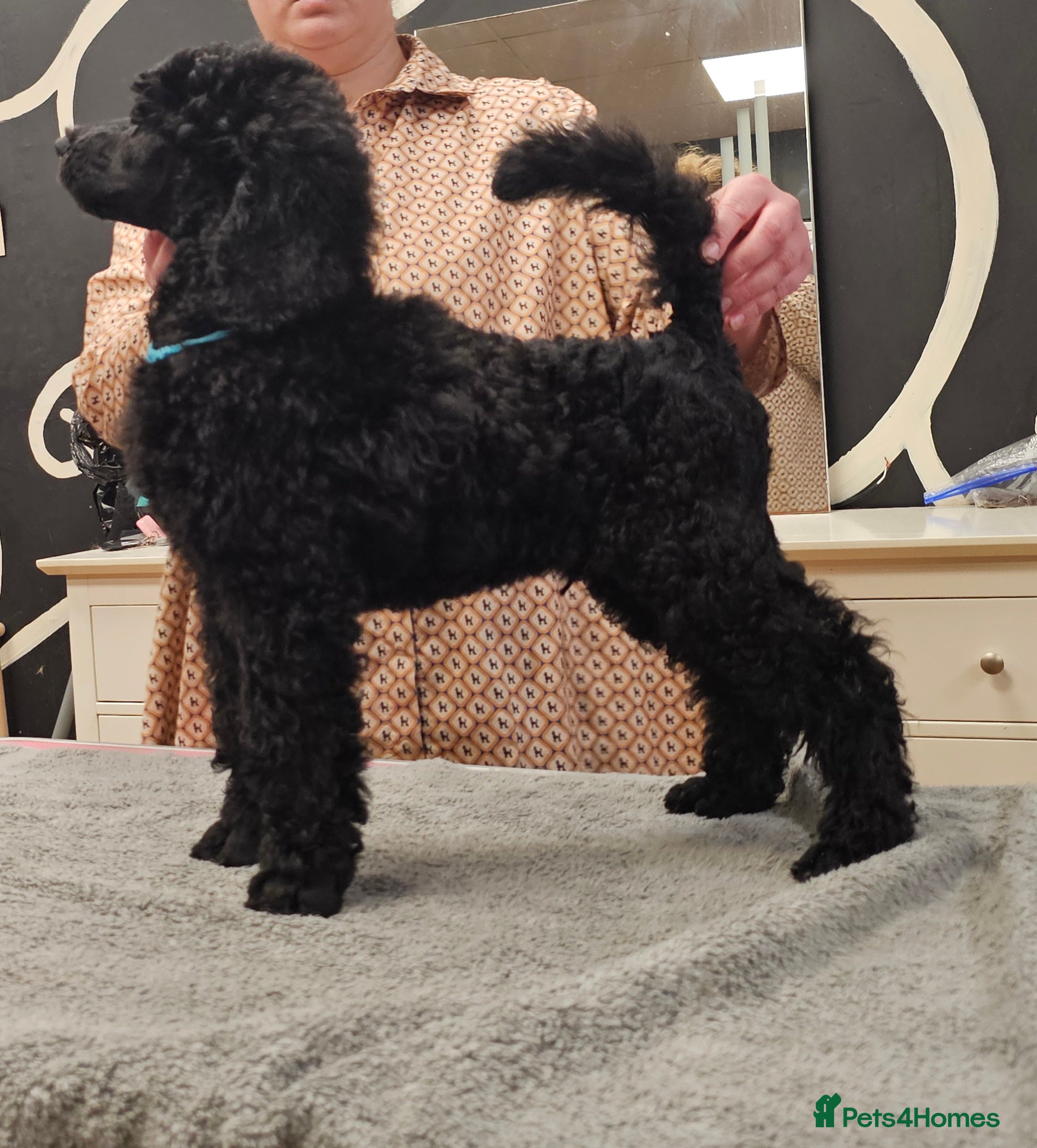 Standard Poodle dogs Standard poodle puppies🐩 - Advert 2