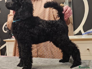 Standard Poodle dogs Standard poodle puppies🐩 - Advert 1