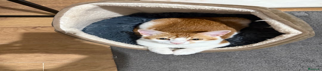 Domestic Shorthair Kitten 1