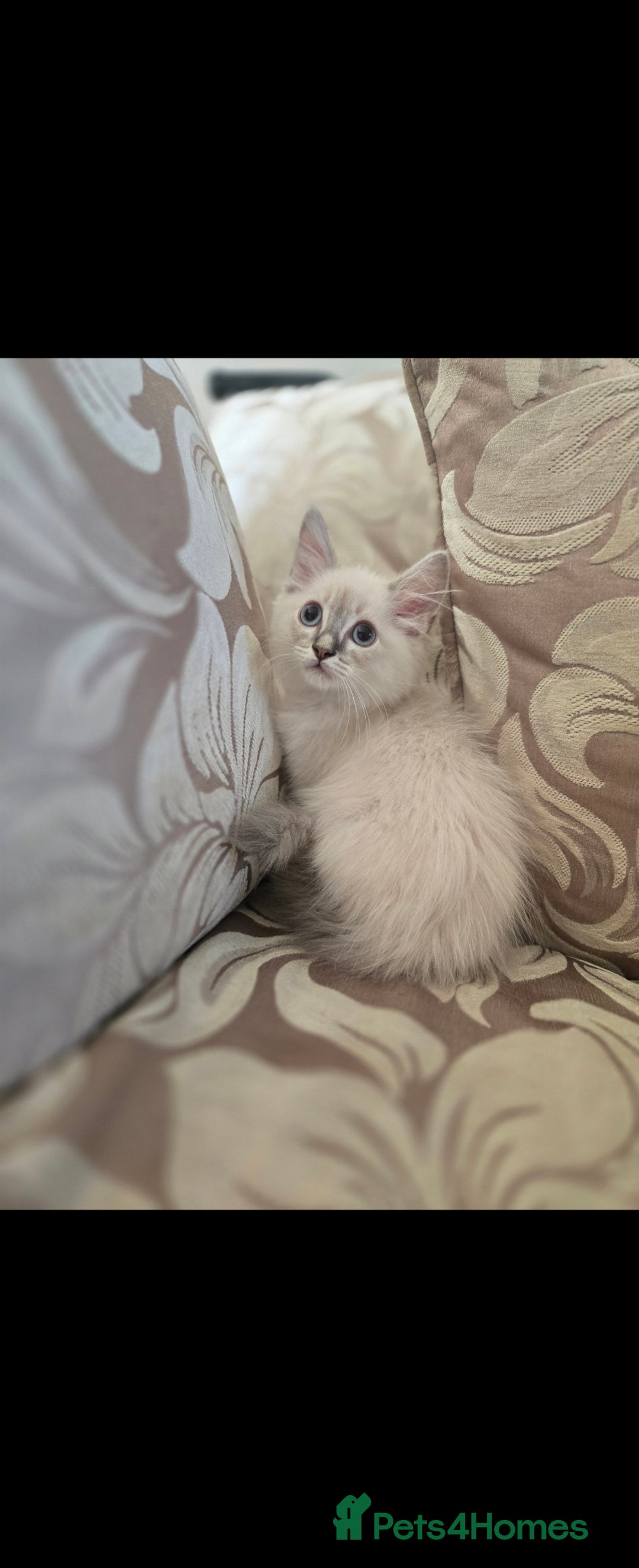 Ragdoll cats for sale: 2 Stunning Ragdolls Kittens Left  - Image 10