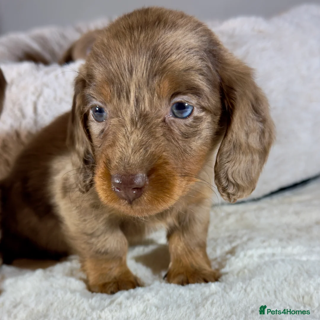 Miniature Dachshund dogs for sale: Long Hair Dachshund miniature Dapple - Advert 12