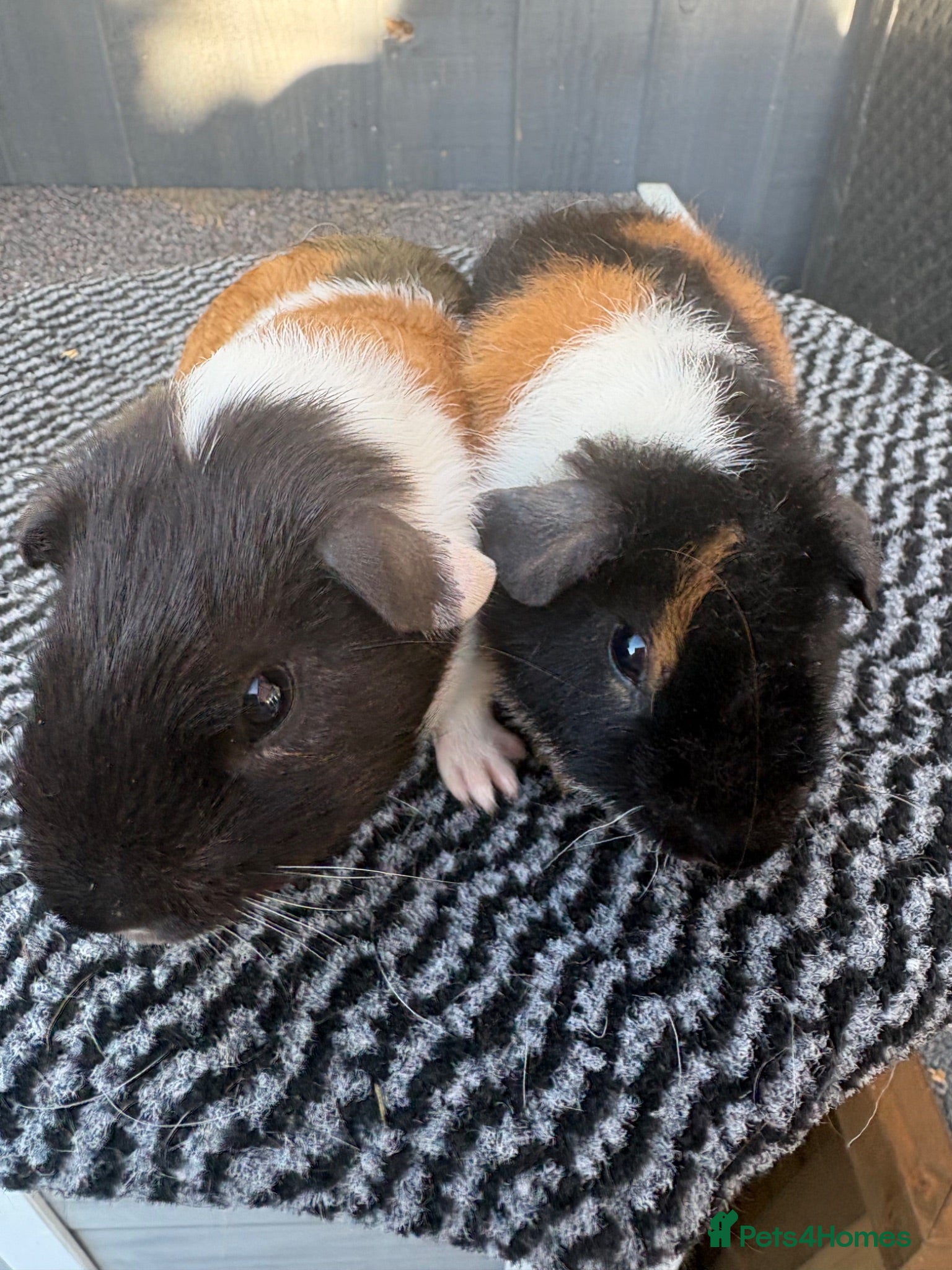 Guinea Pig rodents Boars  peg black pet crested Rex teddy  - Advert 12