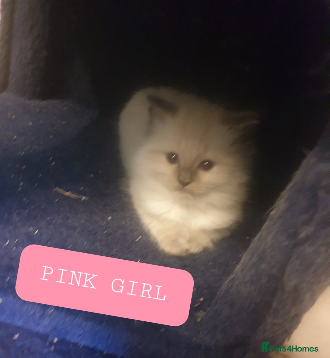 Ragdoll cats for sale: 5 fully seal point ragdoll kittens  - Image 9