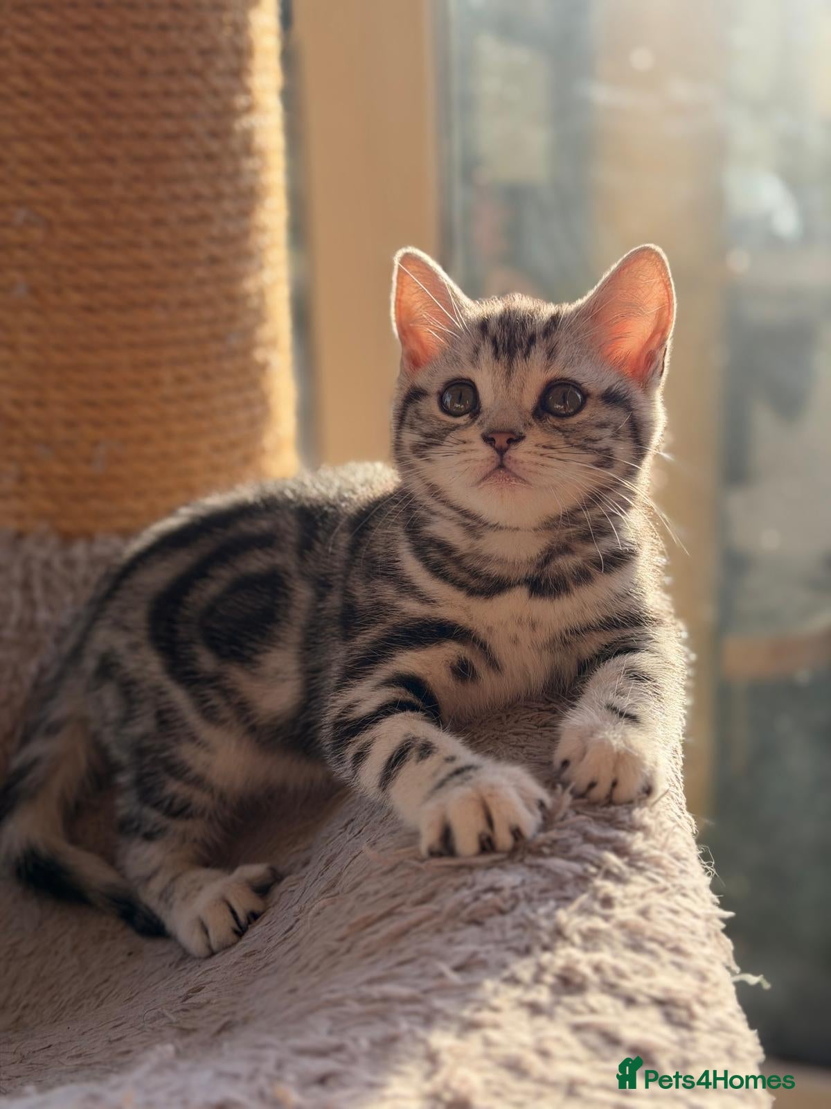 British Shorthair cats GCCF reg BSH BLACK SILVER TABBY KITTENS - Advert 6