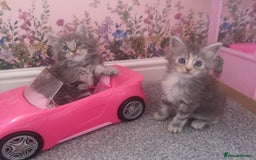 Maine Coon cats for sale: Maine Coon Kittens Parents Fully Health Tested - Image 6