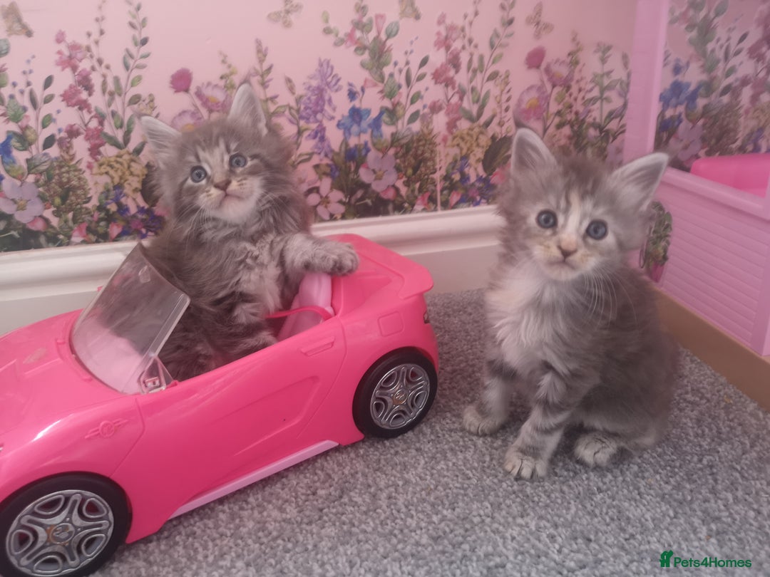 Maine Coon cats for sale: Maine Coon Kittens Parents Fully Health Tested - Image 6