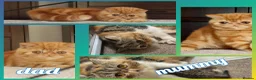 Exotic cats for sale: Exotic Persian kittens  in Wokingham - Advert 7