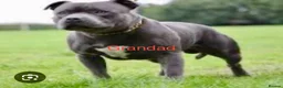 Staffordshire Bull Terrier dogs for sale: Blue Staffy pups valglo blood line  in Liskeard - Advert 22