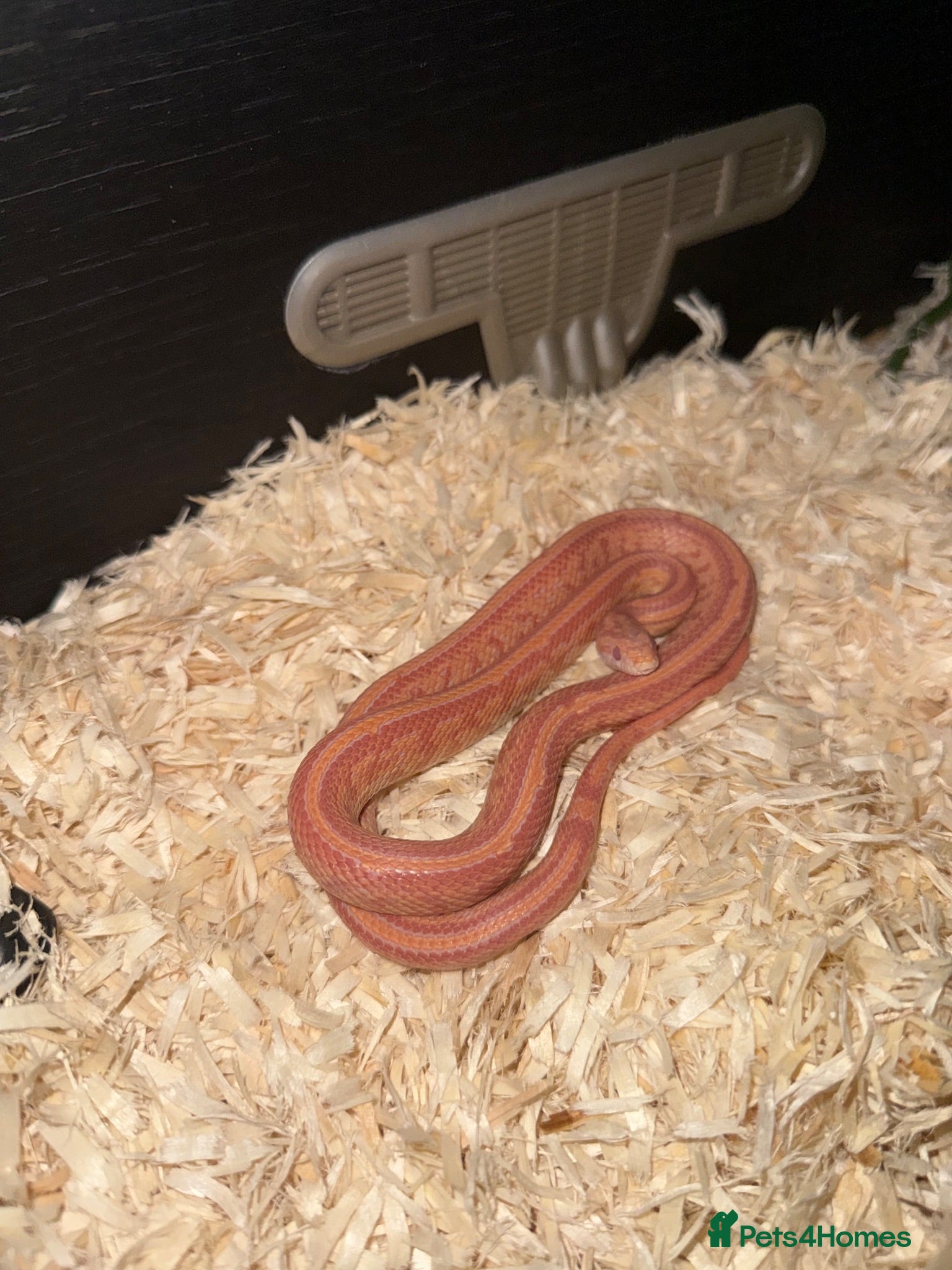 Corn Snake reptiles Corn snake  - Advert 2