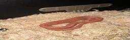 Corn Snake reptiles for sale: Corn snake  - Advert 1