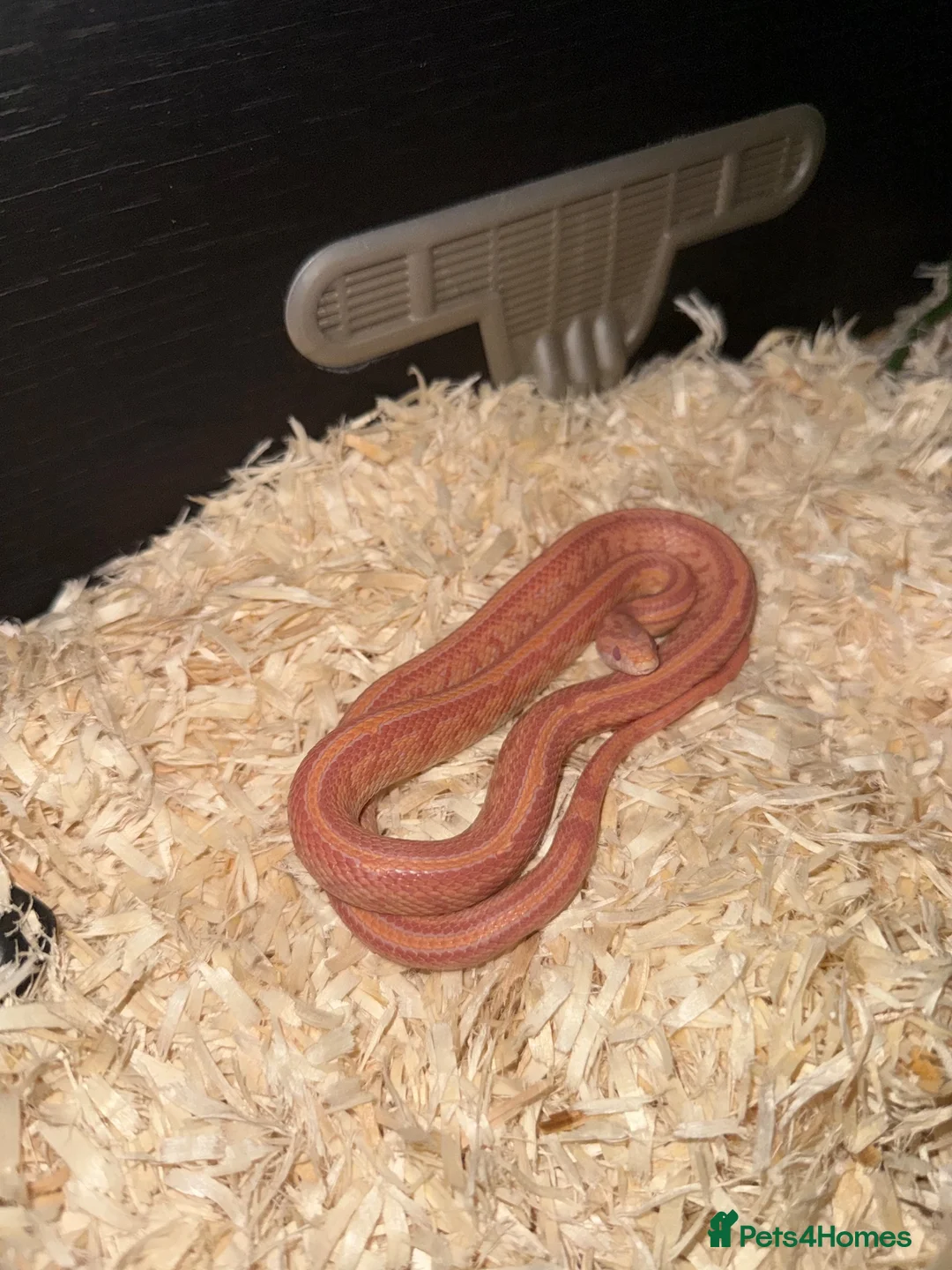 Corn Snake reptiles for sale: Corn snake  - Advert 1