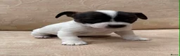 Jack Russell dogs for sale: Old fashioned pocket Jack Russell  in Gillingham - Advert 3