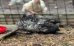 Chickens poultry for sale: Trio of Lace Wing Pekin Bantams - Image 3