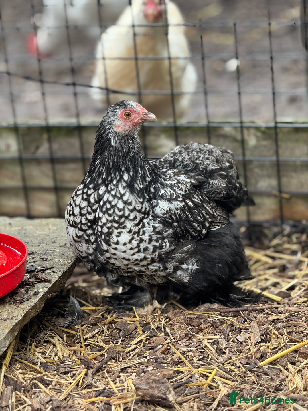 Chickens poultry for sale: Trio of Lace Wing Pekin Bantams - Image 3
