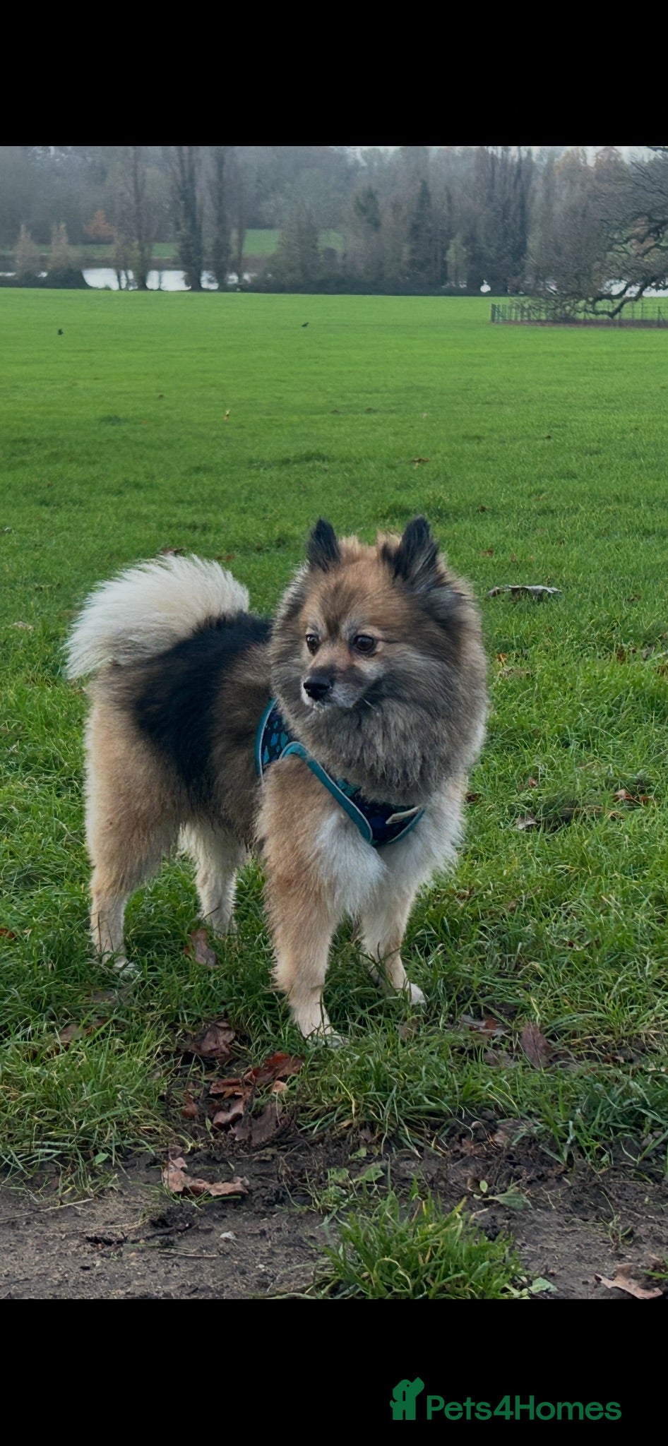 Pomeranian dogs Pomeranian bear 🐻 stud  - Advert 1