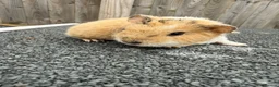 Guinea Pig rodents for sale: Teddy guinea pigs  in Carlisle - Advert 26