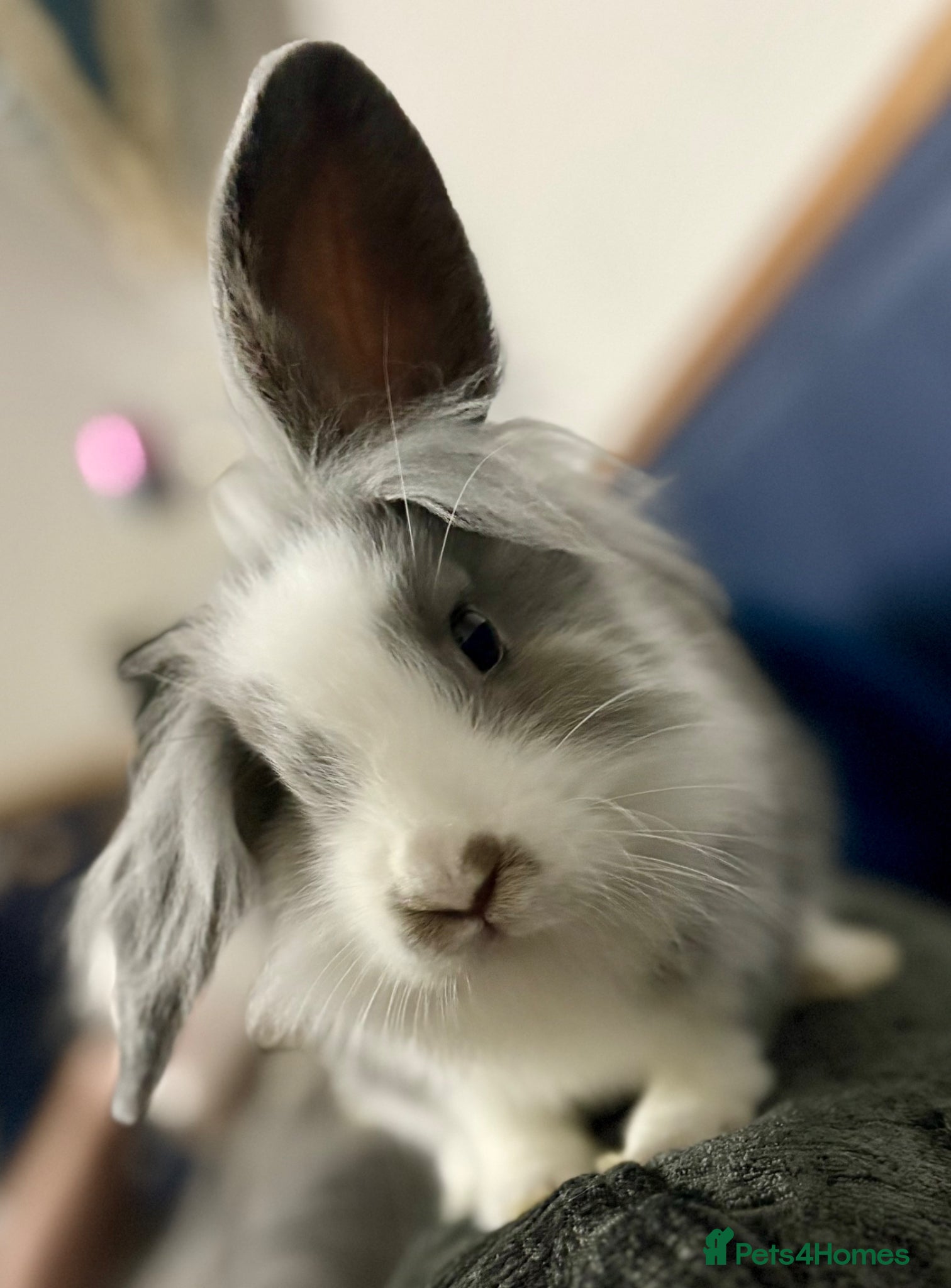 Mixed Breed rabbits for sale: Rabbit needing a new home  in Leicester - Advert 4
