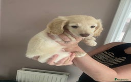 Dachshund dogs for sale: Stunning male Dachshund puppies  - Image 11
