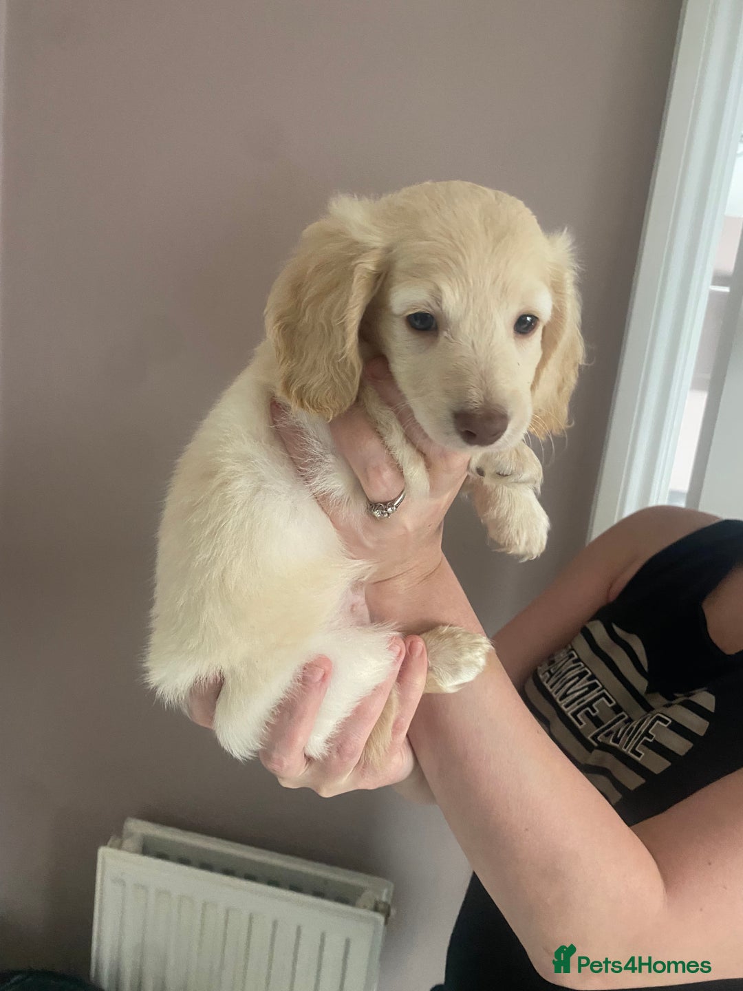 Dachshund dogs for sale: Stunning male Dachshund puppies  - Image 11