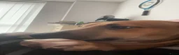 Mixed Breed dogs for sale: Greyhound cross lurcher  in Oldham - Advert 6