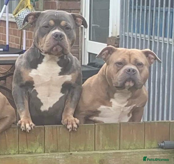 American Bully dogs American pocket bully (fawn) - Advert 2