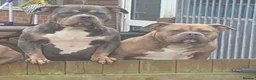 American Bully dogs for sale: American pocket bully (fawn) in Middlesbrough - Advert 1