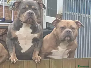 American Bully dogs American pocket bully (fawn) - Advert 1