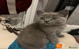 British Shorthair cats for sale: ONLY ONE FEMALE BRITISH SHORTHAIR LEFT - Image 17