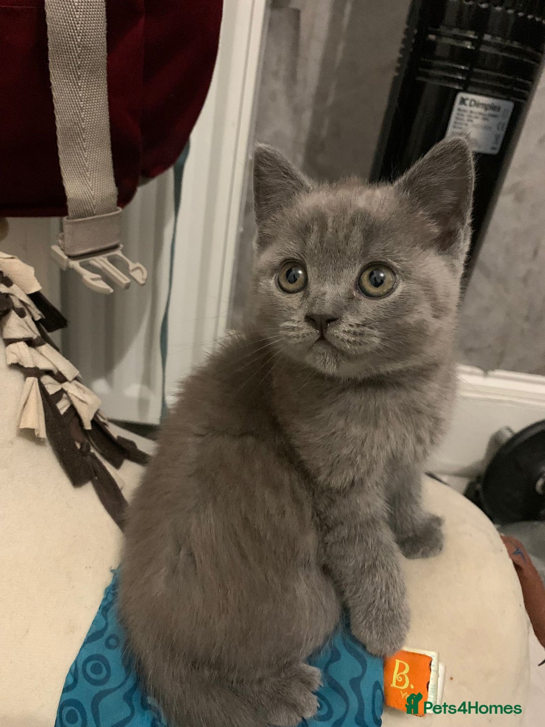 British Shorthair cats for sale: ONLY ONE FEMALE BRITISH SHORTHAIR LEFT - Image 17