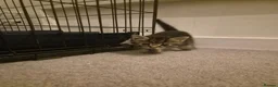 Bengal cats for sale: 3 beautiful bengal girls. - Advert 13