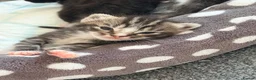 Ragdoll cats for sale: Beautiful Ragdoll cross kittens  - Advert 15