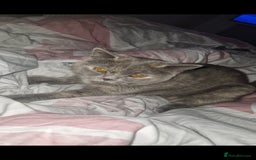 British Shorthair cats for sale: **Free** BSH Cat (Female) - Image 3