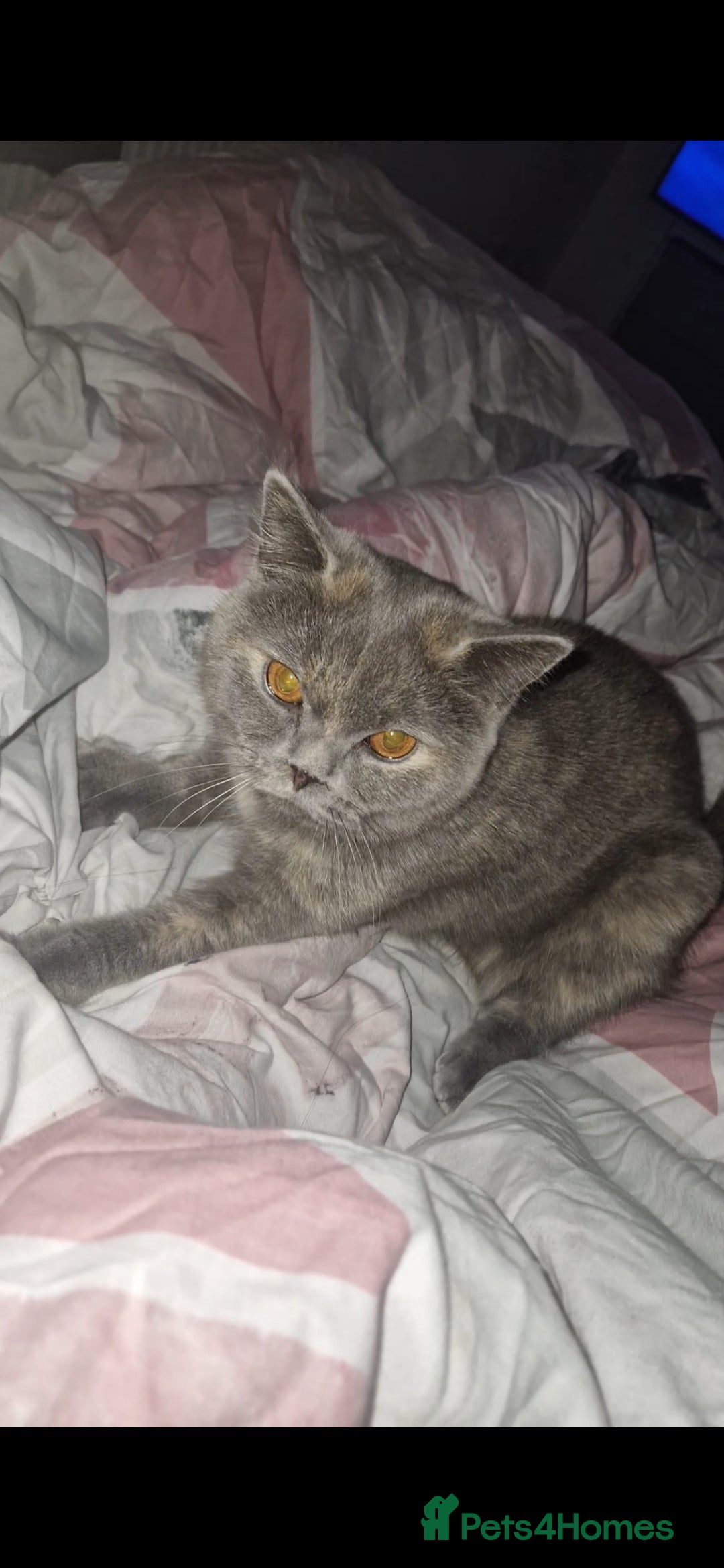 British Shorthair cats for sale: **Free** BSH Cat (Female) - Image 3