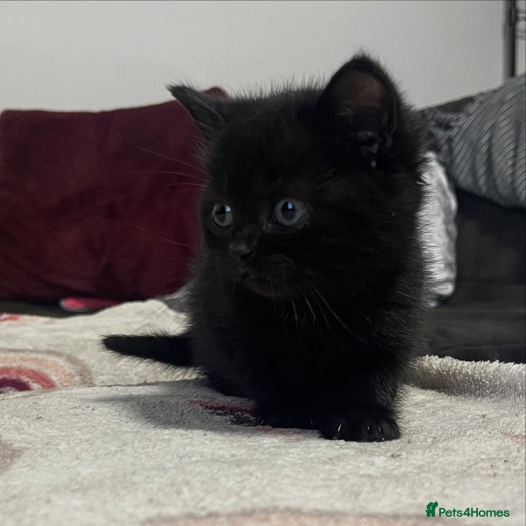 British Shorthair cats for sale: British shorthair kittens responsibly bred - Image 10