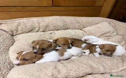Jack Russell dogs for sale: Stunning Jack Russell puppies  - Image 2