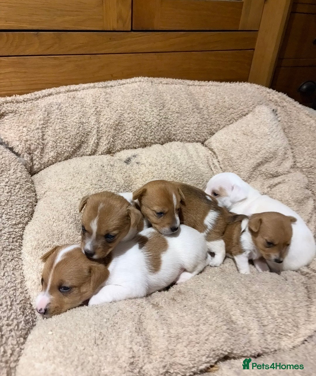 Jack Russell dogs for sale: Stunning Jack Russell puppies  - Image 2