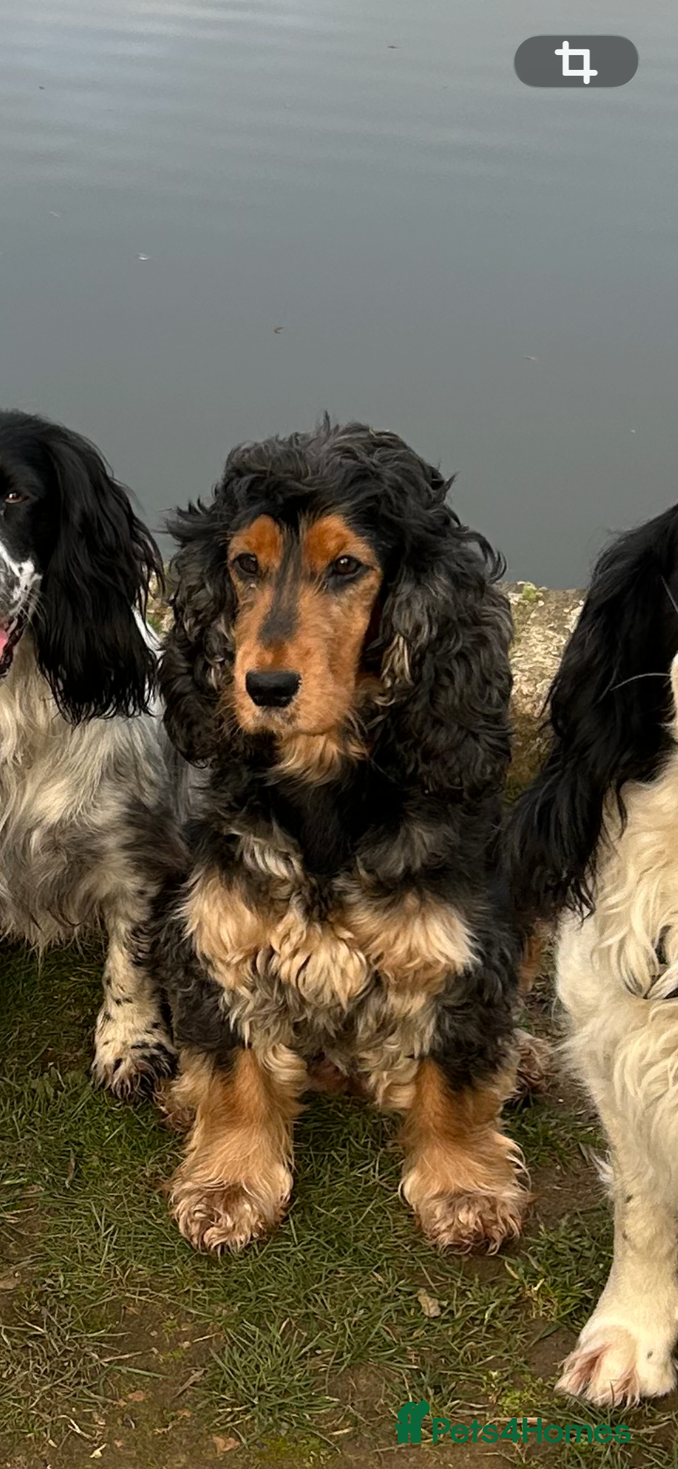 Cocker Spaniel dogs Beautiful show cockers for sale  - Advert 11