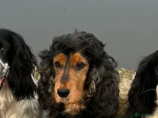 Cocker Spaniel dogs Beautiful show cockers for sale - Advert 11