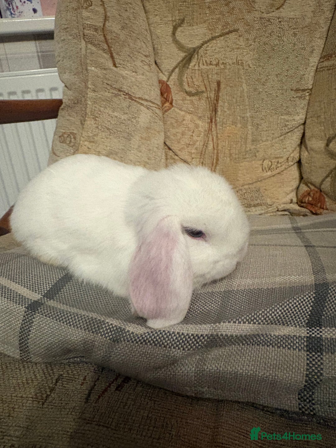Mini Lop rabbits for sale: Gorgeous Mini Lop Baby Bunnies - 2 left - Advert 3