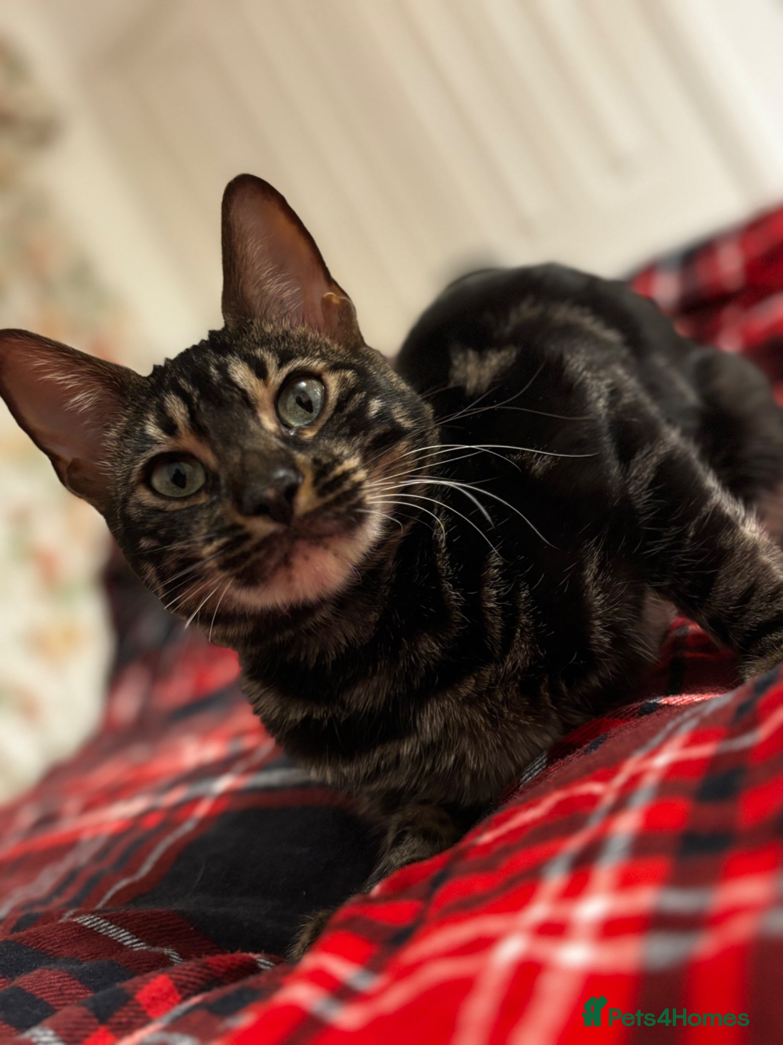 Bengal cats BENGAL❌breed - Advert 3