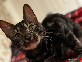 Bengal cats BENGAL❌breed - Advert 2